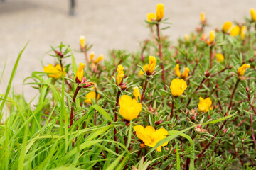 Wall Mural - Mexican rose or Portulaca Grandiflora plant in Saint Gallen in Switzerland