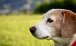 © AnaMS - perro beagle al aire libre mirando hacia un lateral