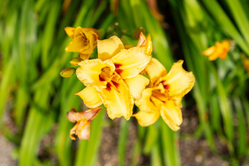 Wall Mural - Hemerocallis Bumble Bee plant in Saint Gallen in Switzerland