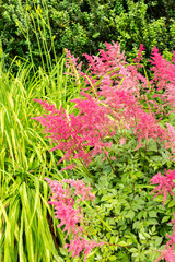 Poster - False bucks beard or Astilbe Japonica plant in Saint Gallen in Switzerland