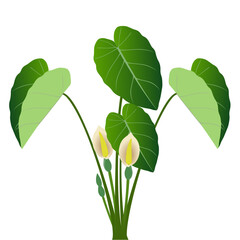 Wall Mural - Taro plant with leaves and flowers on a white background..eps