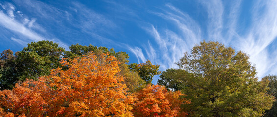 Wall Mural - colorful fall foliage in autumnal park. yellow forest leaves landscape
