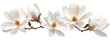 © korawik - A white flower arrangement with four flowers on a white background