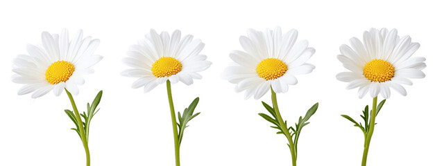 Wall Mural - A row of white daisies with yellow centers. The flowers are in full bloom and are arranged in a straight line. The image has a serene and peaceful mood, as the flowers are a symbol of purity