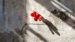 © TheWaterMeloonProjec - A striking red blossom casts shadows on a wall