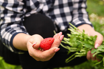 Woman farmer picking ripe strawberry in field, summer harvest. Hand holding fresh strawberry, surrounded by green leaves. Hand holding freshly picked strawberry