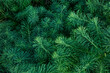 © Adam - green pine needles