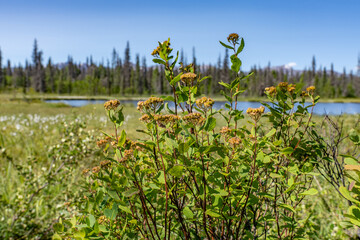 Wall Mural - Spiraea stevenii, commonly known as Beauverd spirea or Alaska spirea, is a low-growing perennial shrub that grows from a long creeping rhizome.  George Parks Highway, Alaska