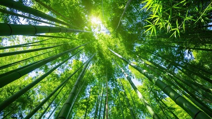 Canvas Print -   The top of a tall bamboo tree, illuminated by the sun's rays filtering through the foliage