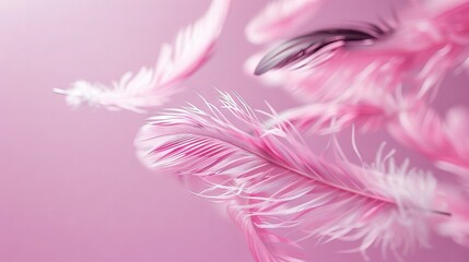 Wall Mural -   A close-up of a pink and white feather on a pink background with a blurry image of the feathers