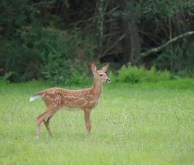 Wall Mural - Adorable White-tailed Deer Fawn 