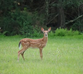 Wall Mural - Adorable White-tailed Deer Fawn 