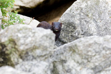 Poster - The American mink ( Neovison vison ) in the rocks on the shores of Lake Michigan