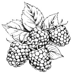 Wall Mural - Blackberries Illustration, Black and White, Fruit Concept