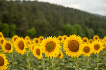 Beautiful field of sunflowers in summer.