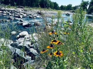 flowers by a stream