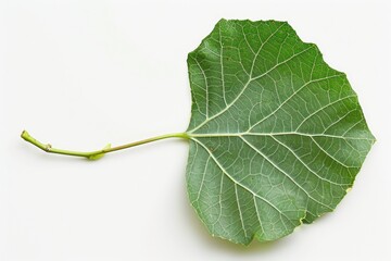 Cottonwood Leaf. Bright Green Poplar Twig on Tree Branch