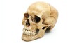 © Yin - one single human skull isolated on white background