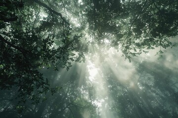 Aufkleber - A sunny day in a forest with sunlight shining through the trees, ideal for outdoor scenes and nature photography