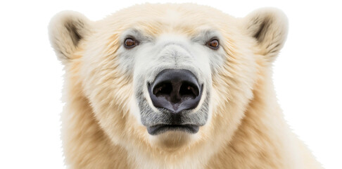 Wall Mural - closeup portrait of white polar bear face, looking at camera, isolated on transparent. arctic predat