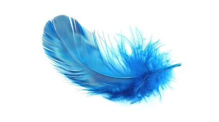 Poster - A single blue feather lying flat on a pure white surface