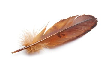 Poster - A single brown feather lies on a white surface