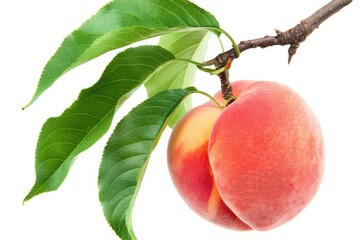 Two peaches hang from a branch covered in leaves