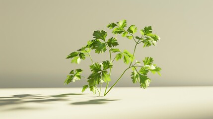 Wall Mural - Fresh Cilantro 12