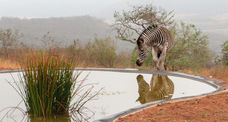 Wall Mural - Zebra [equus quagga] reflecting at waterhole in early morning in South Africa RSA