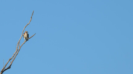 red-tailed hawk perched in a bare tree against a blue sky.