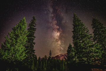 The milky way over a fir tree forest in Kanas Lake Scenic Spot in Xinjiang, China