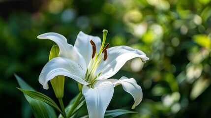 Canvas Print - A white lily in bloom with a blurred background.