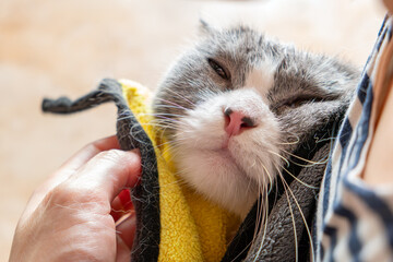 Wall Mural - a woman drying a cat with a towel after giving her a bath