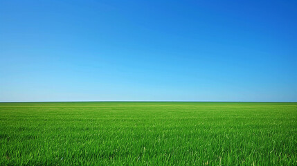 Wall Mural - A large, open field of grass with a clear blue sky above. Concept of peace and tranquility