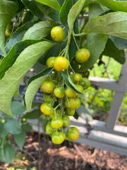 olives on tree