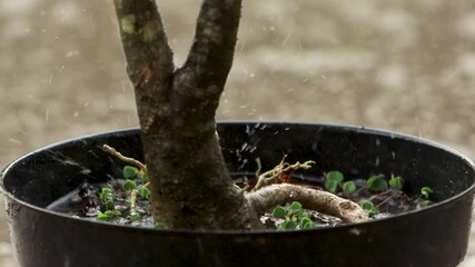 Sticker - raindrops in a pot on a frangipani flower stem