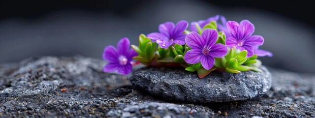 Poster -  A collection of purple blooms atop a gray rock pile against a black backdrop of boulders and scattered gravel