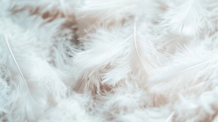 Poster - Fluffy white feathers lie scattered softly on a natural surface illuminated by gentle daylight