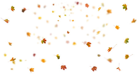 Wall Mural - falling autumn leaves isolated. beautiful yellow,red,orange foliage. vibrant fall colors. autumn lea