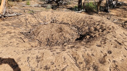 Wall Mural - Nest of a pair of Malleefowl (Leipoa ocellata) in Australia