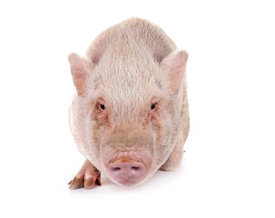 Poster - miniature pig in studio