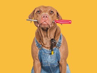 Wall Mural - Cute puppy, denim overalls and screwdriver. Close-up, indoors. Studio shot. Congratulations for family, relatives, loved ones, friends and colleagues. Pets care concept