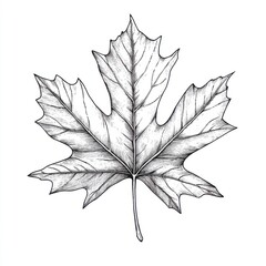 black and white vintage engraved art of a red maple leaf isolated on white background, ink sketch il