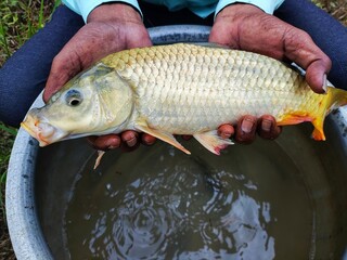 big common carp fish in hand in nice blur background HD cyprinus carpio in hand of farmer