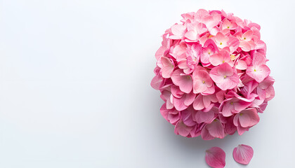 Wall Mural - Pink Hydrangea flower isolated on white background. Top view with copy space for your text. Flat lay