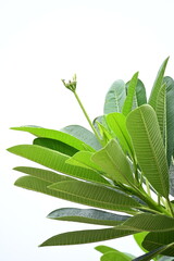 Wall Mural - beautiful green leaf texture in springtime, water drop on frangipani leaves