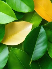 Poster - Vibrant green and yellow leaves