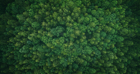 Aufkleber - Aerial view of green summer forest with spruce and pine trees forest view from above, aerial top view with copy space design for web banner