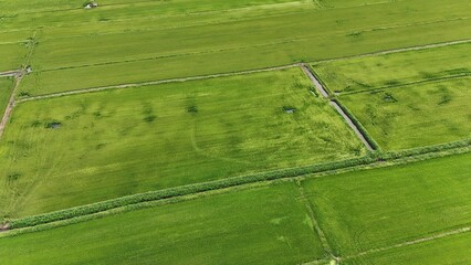 Wall Mural - Green rice Fileds aerial view Thailand countryside	