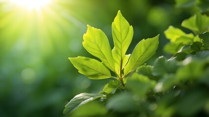 Wall Mural - A young green leaf with sunlight on a background of nature.